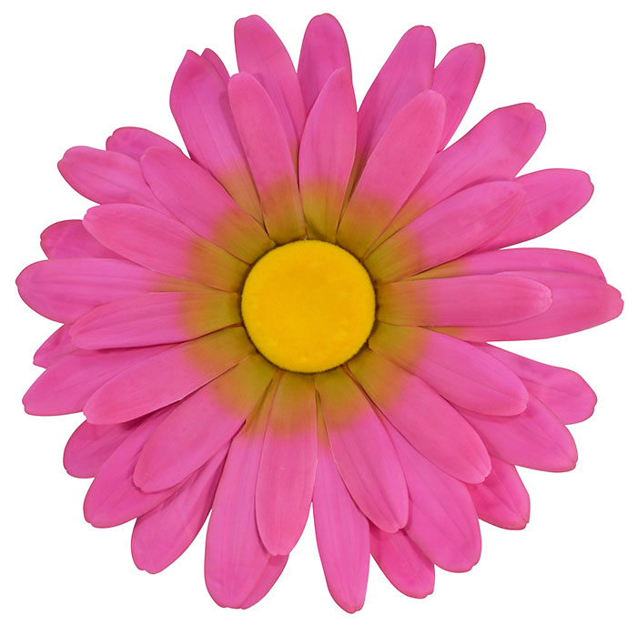 Pink Daisy Flower Head 60cm Giant Decorative Flowers