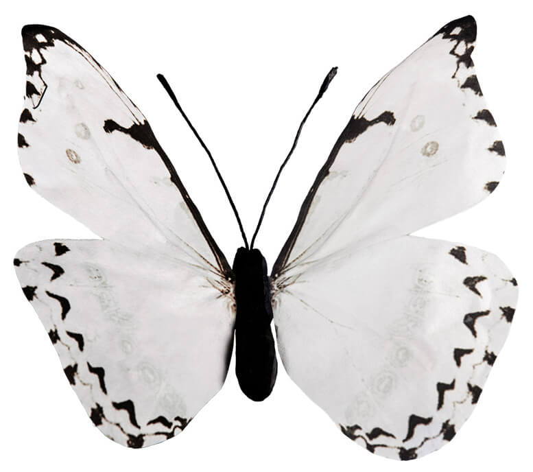 White Butterfly - 30cm 