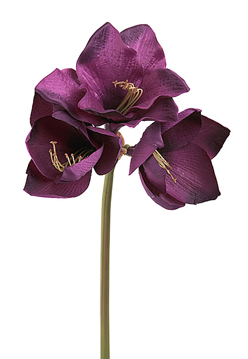Purple Amaryllis Flower Stem - Flowers