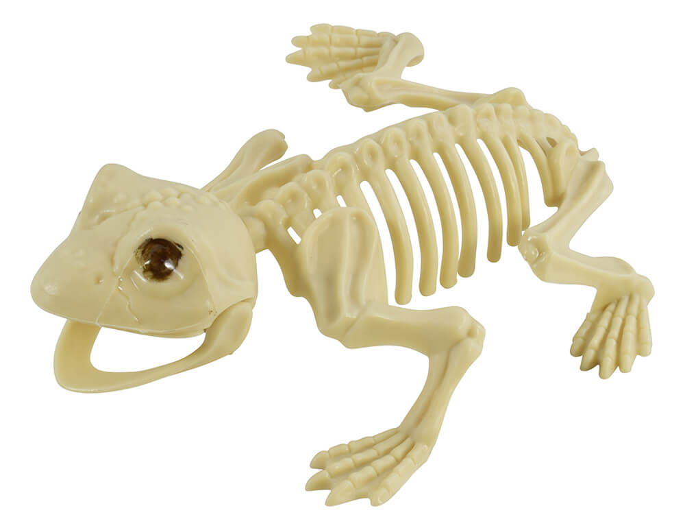 Frog Skeleton - Skeletons Skulls