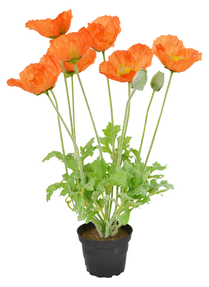 Orange Potted Poppy Plant 45cm Flowers