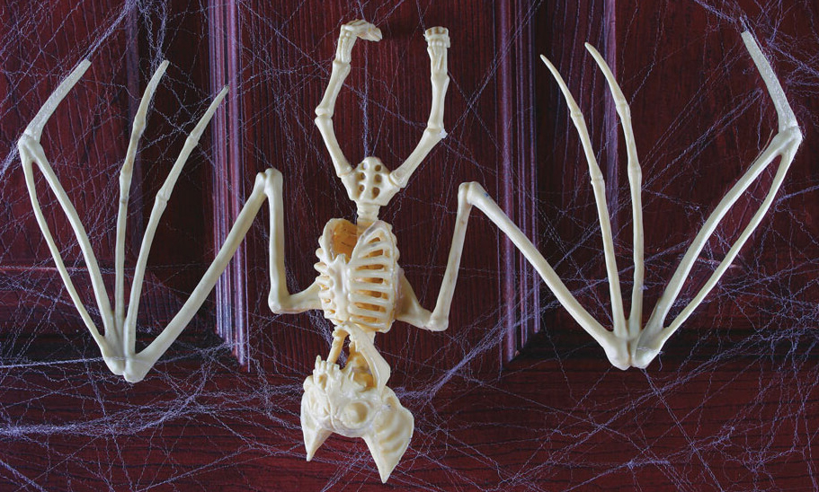 Bat Skeleton 