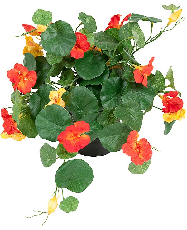 Nasturtium Plant in Pot Flowers