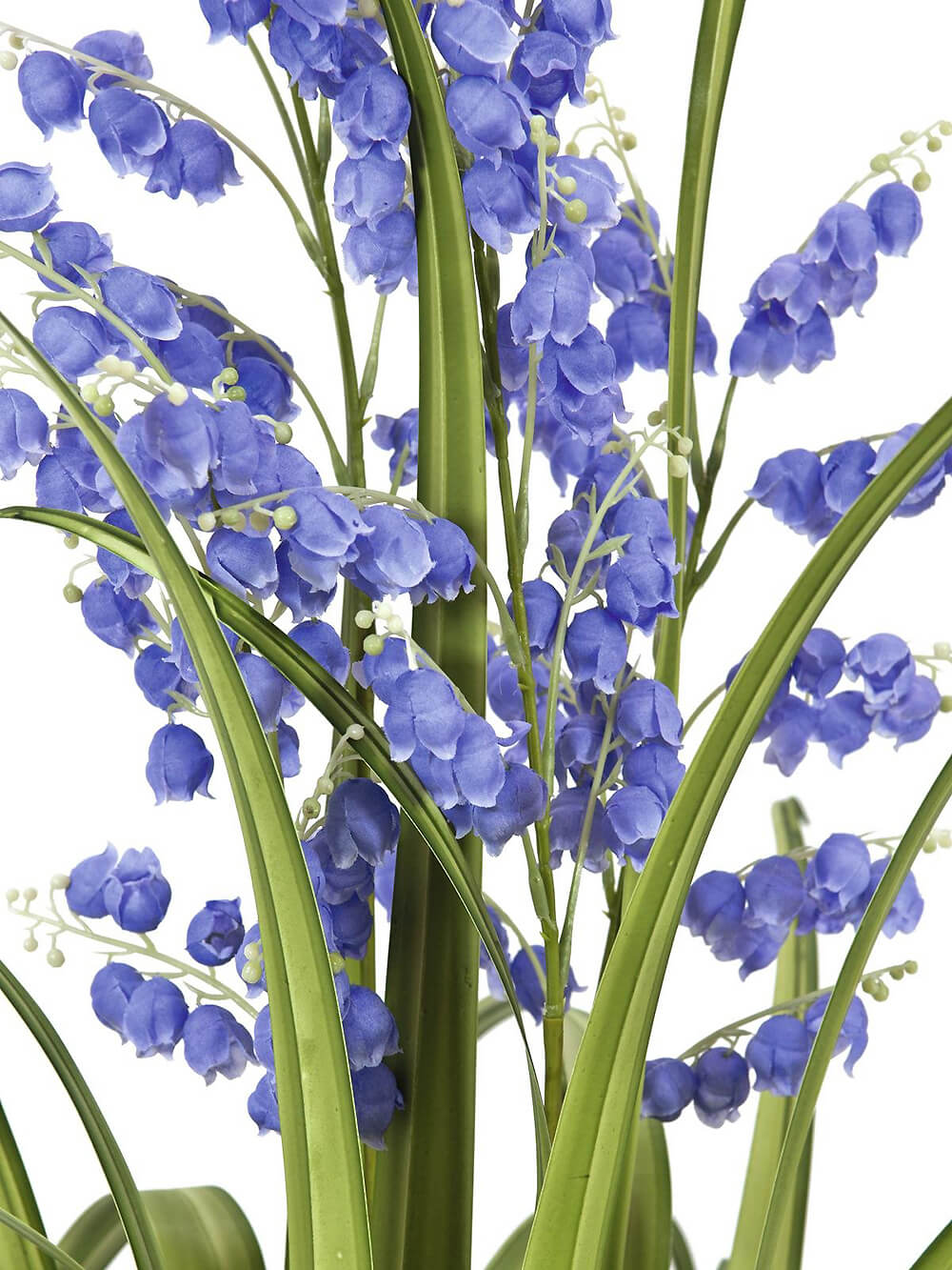 Purple Bellflower Grass Plant 