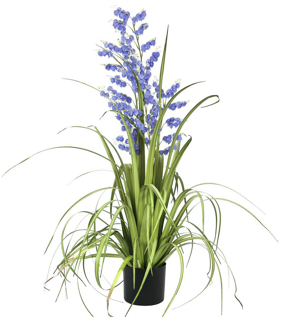 Purple Bellflower Grass Plant 
