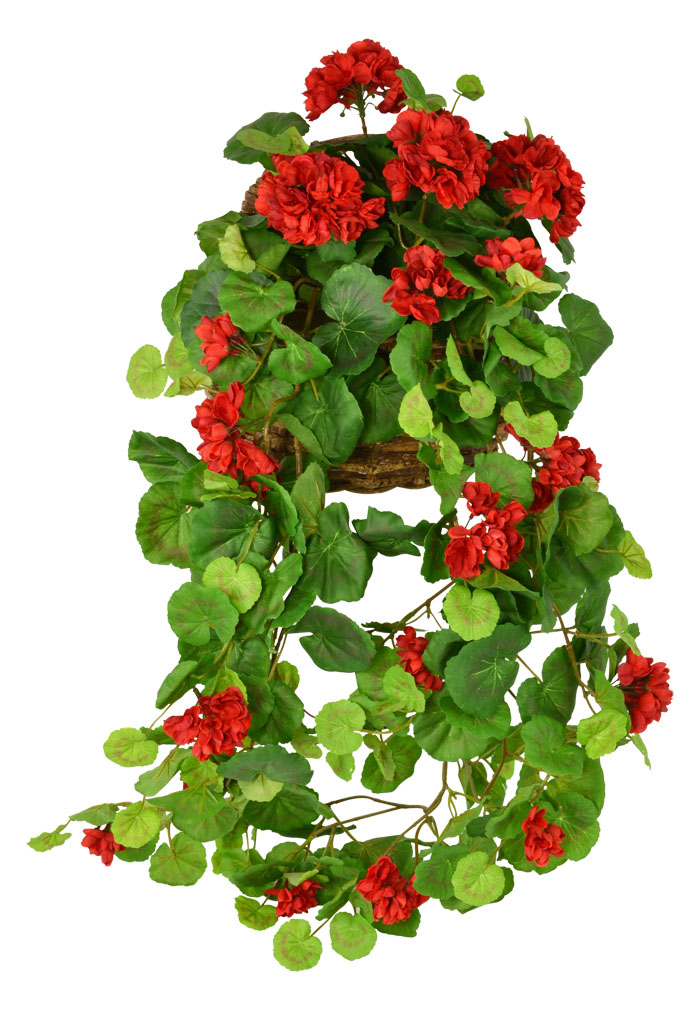 Red Hanging Geranium 85cm Flowers