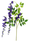 Purple Wisteria Branch 