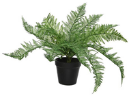 Forest Fern in Pot 