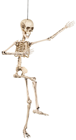 Poseable Skeleton - 50cm 