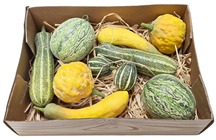 Assorted Gourds - Pk.10 