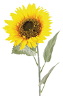 Artificial Sunflower 
