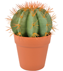Melon Cactus in Pot 