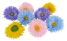 Double Gerbera Scatter Flowers - Pk.8 