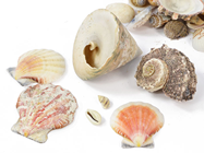 Mixed Natural Seashells 