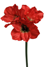 Red Amaryllis Flower Stem 