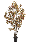 Autumn London Plane Tree - 180cm 