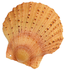 Replica Scallop in Shell with Sauce -% 