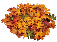 Autumn Oak Leaves - Pk.100 