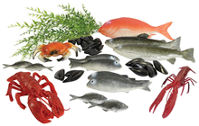 Fish & Seafood Selection 