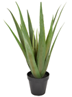 Aloe Ferox Bush - 55cm 