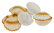 Plastic Scallop Shell - 12cm Pk.4 