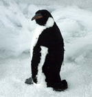 Penguin - 28cm