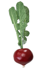 Beetroot 