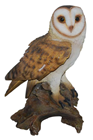 Barn Owl 