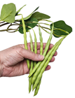 Green Bean Branch 