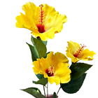 Bunch of 10 Yellow Hibiscus Flowers 