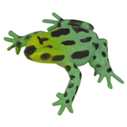 Green Tree Frog 