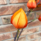 Chinese Lantern Physalis Branch 