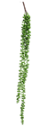 Senecio Succulent 