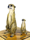 MEERKAT - SMALL 