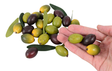 Olive Selection 
