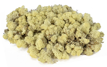 Reindeer Moss - Natural 