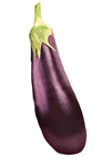 Giant Pluch Aubergine-Eggplant 