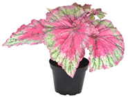 Begonia Rex Painted Leaf Plant - Pink 