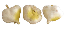 GARLIC, 7CM PK.3 