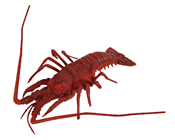 Mediterranean Replica Lobster - 33cm x%2 