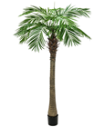 Pheonix Palm Tree - 240cm 