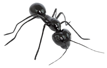 Giant Life-like Ant 
