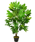 Aralia Tree in Pot 