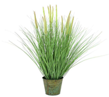 Decorative Grass in Pot - 70cm 