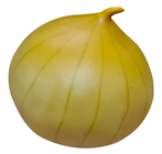 Lifelike Onion 