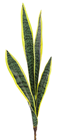 Sansevieria - 64cm 