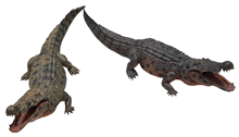 Brown Baby Crocodile 