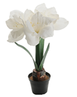 White Potted Amaryllis 