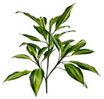 Dracaena Plant 