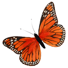 Orange Feather Butterfly - 20cm 